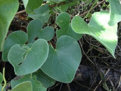 Menispermaceae