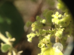 Menispermaceae