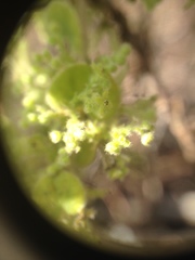 Menispermaceae