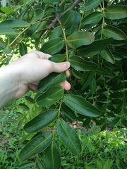 Schinopsis