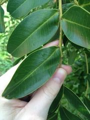 Schinopsis