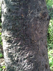 Schinopsis