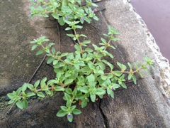 Stemodia verticillata
