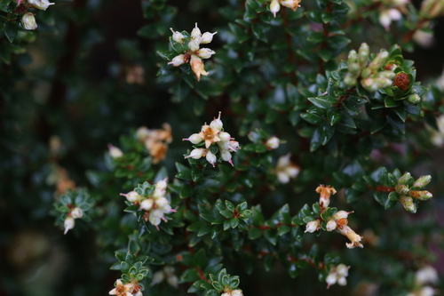 Image of Subalpine Beard-Heath (Acrothamnus maccraei) by (c) Hugo Innes, some rights reserved (CC BY)
