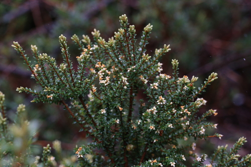 Image of Acrothamnus maccraei by (c) Hugo Innes, some rights reserved (CC BY)