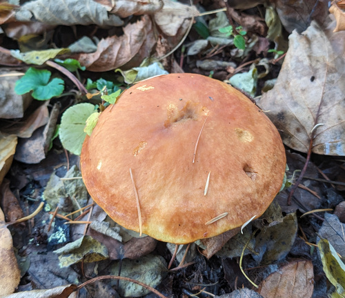 Suillus grevillei