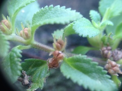 Stemodia verticillata