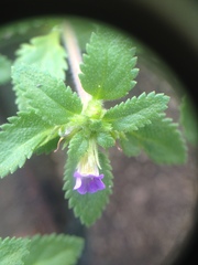 Stemodia verticillata
