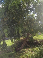 Schinopsis