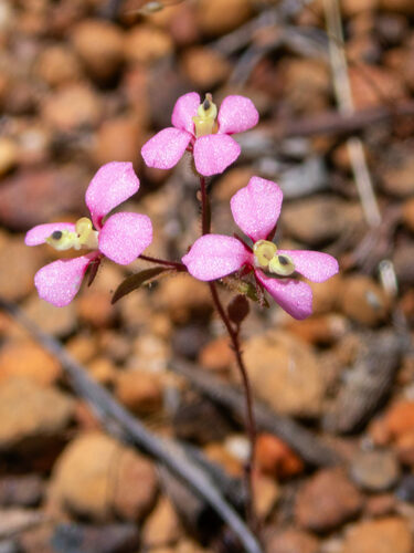 Levenhookia stipitata (Benth.) F.Muell.