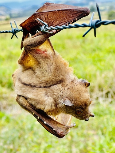 Queensland Tube-nosed Fruit Bat