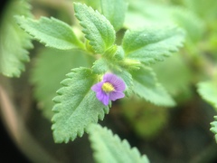 Stemodia verticillata