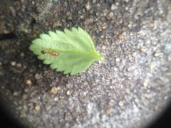 Stemodia verticillata