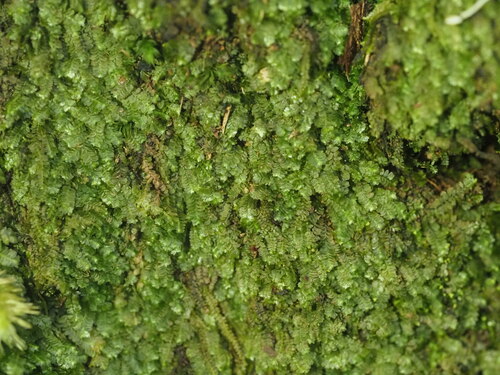 Bazzania brighamii