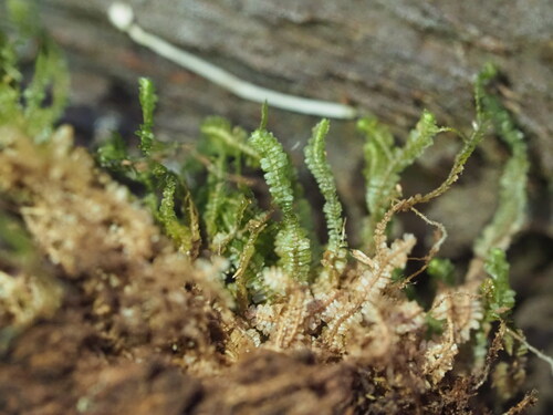 Bazzania brighamii