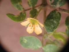 Kallstroemia tucumanensis