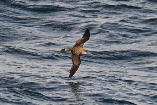 Pardela cenicienta de Cabo Verde (Calonectris edwardsii)