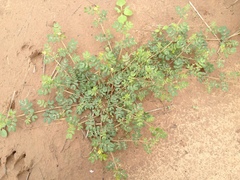 Kallstroemia tucumanensis