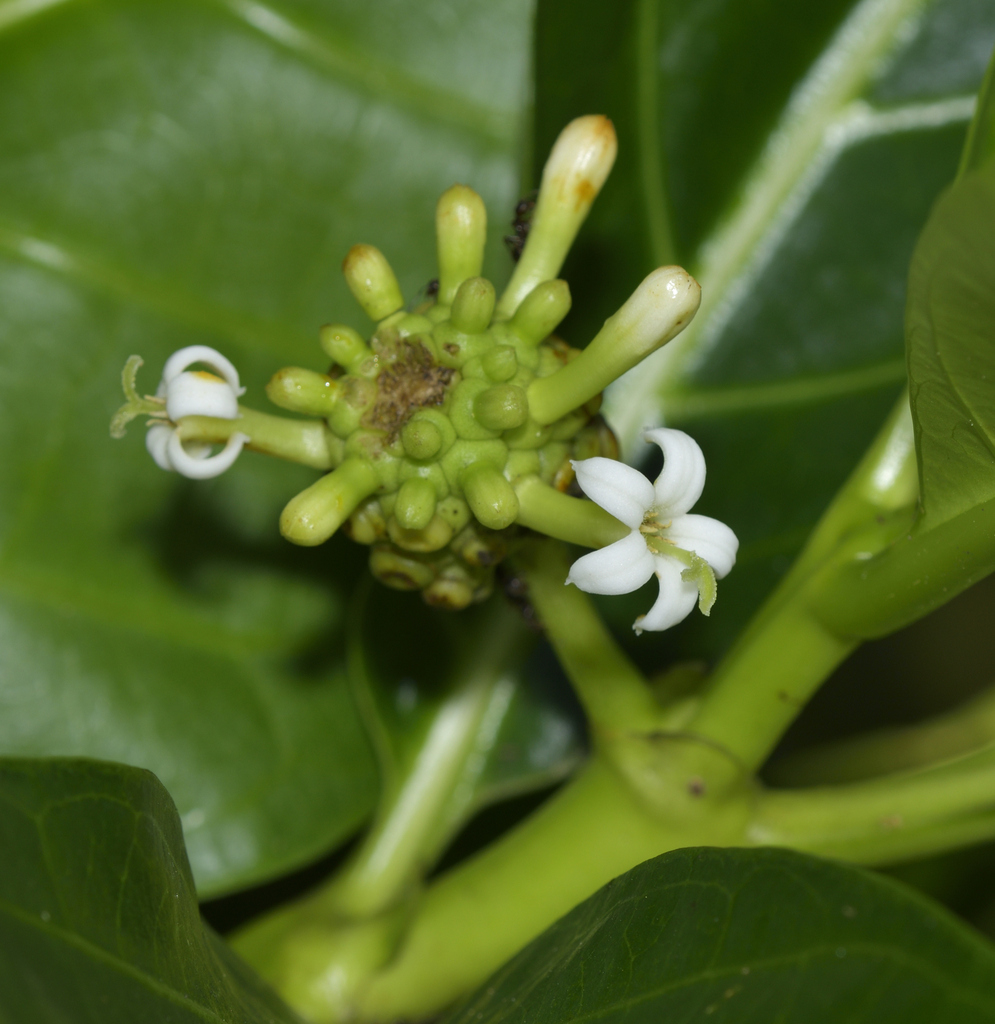 Morinda citrifolia — an easy houseplant, prefers full sun light