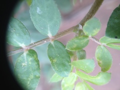 Kallstroemia tucumanensis