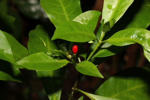 Image of Rauvolfia verticillata by (c) Greg Tasney, some rights reserved (CC BY-SA)