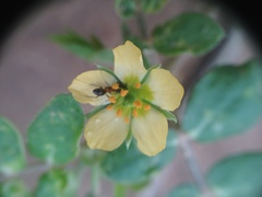 Kallstroemia tucumanensis