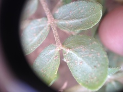 Kallstroemia tucumanensis