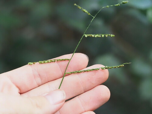 Paspalum mandiocanum observed 2023-10-29