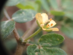 Kallstroemia tucumanensis