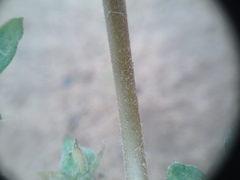 Kallstroemia tucumanensis