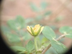 Kallstroemia tucumanensis