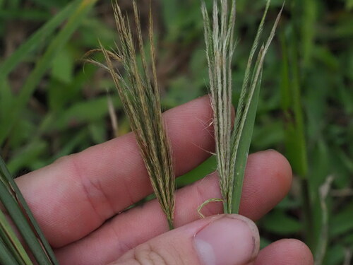 Chloris radiata observed 2023-10-29