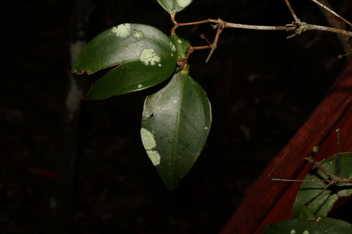 Image of Rhodamnia maideniana by (c) Greg Tasney, some rights reserved (CC BY-SA)