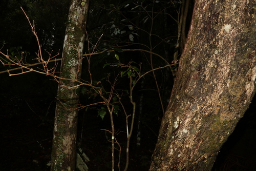 Image of Rhodamnia maideniana by (c) Greg Tasney, some rights reserved (CC BY-SA)