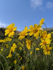 Monolopia lanceolata