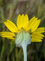 Monolopia lanceolata