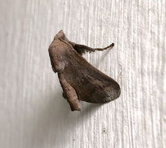 Griseothosea fasciata