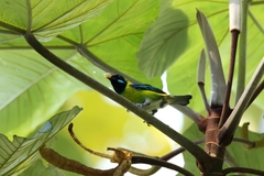 Blue-Whiskered Tanager photo 2