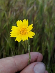 Monolopia lanceolata