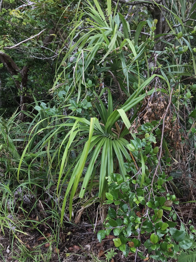 Freycinetia formosana in October 2023 by formosana · iNaturalist