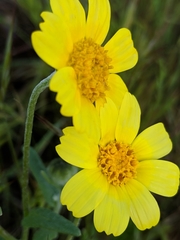 Monolopia lanceolata