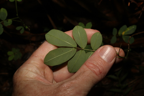 Image of Senna acclinis by (c) Greg Tasney, some rights reserved (CC BY-SA)
