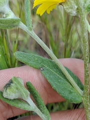 Monolopia lanceolata