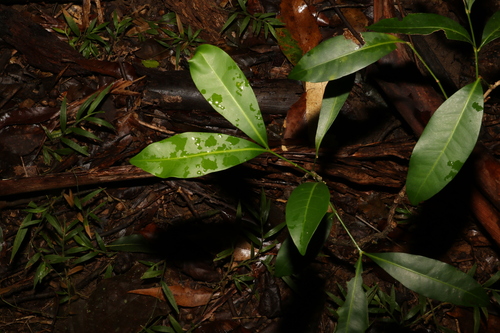 Image of Anthocarapa nitidula by (c) Greg Tasney, some rights reserved (CC BY-SA)