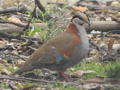 Phaps elegans