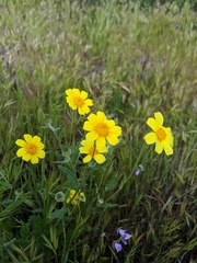 Monolopia lanceolata