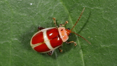 Asphaera discicollis