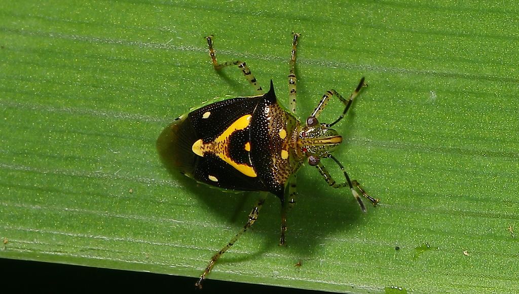 Mormidea ypsilon