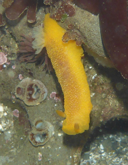 Doriopsilla albopunctata