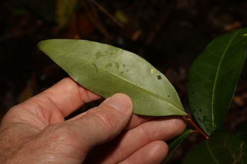 Image of Hedraianthera porphyropetala by (c) Greg Tasney, some rights reserved (CC BY-SA)